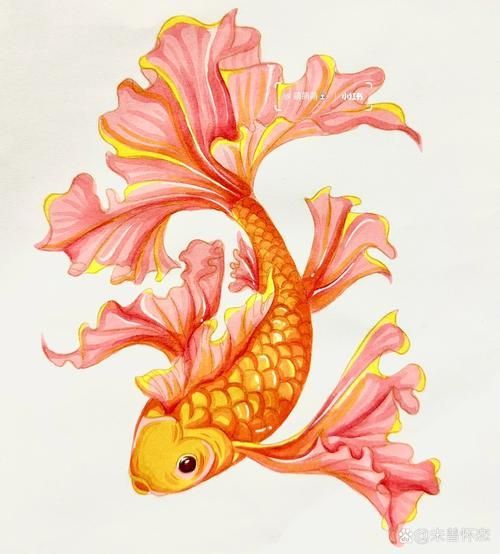 請?zhí)峁└嚓P(guān)于觀賞魚色彩形成的圖片，關(guān)于觀賞魚色彩形成的奧秘