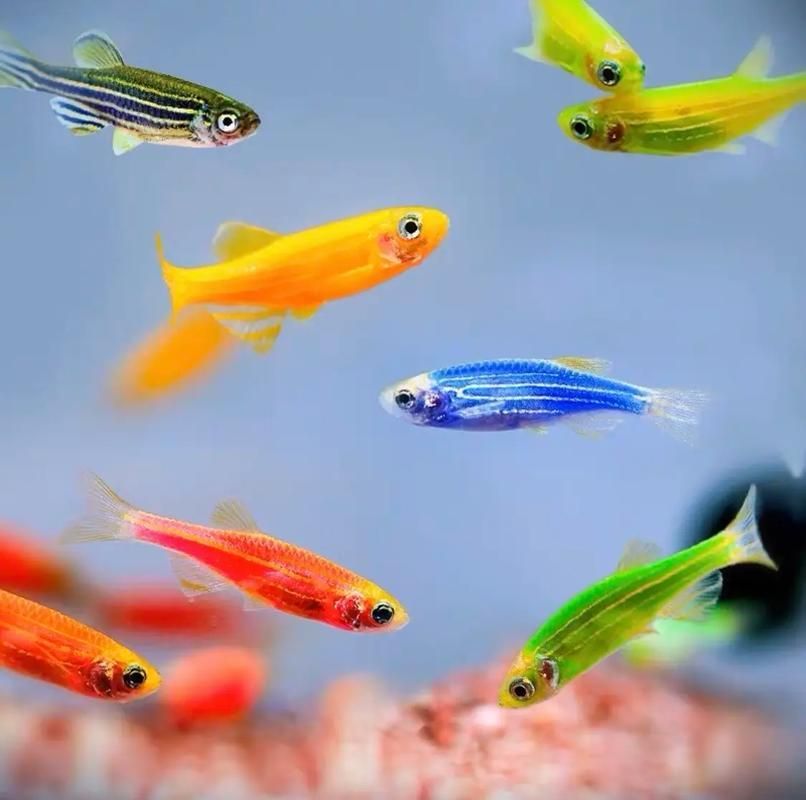 請?zhí)峁└嚓P(guān)于觀賞魚色彩形成的圖片，關(guān)于觀賞魚色彩形成的奧秘