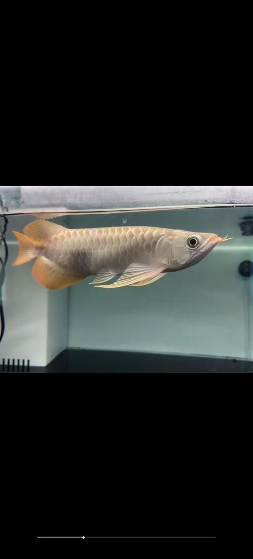 陽東龍魚養殖技術有哪些？，陽東地區龍魚養殖技術詳解