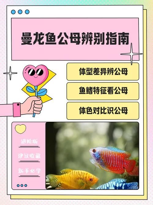 藍曼龍魚公母對照圖，如何區分藍曼龍魚幼魚的公母