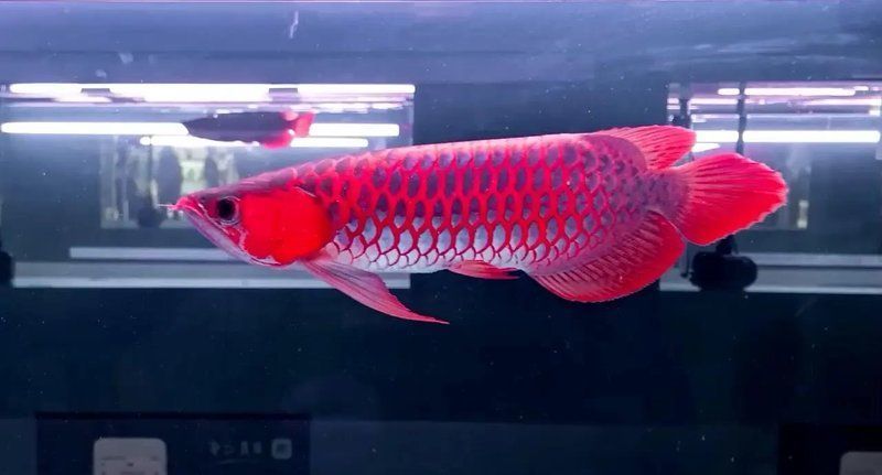 四大名龍紅龍魚中哪個(gè)品種最稀有？，全球最貴觀賞魚:紅龍魚價(jià)格揭秘