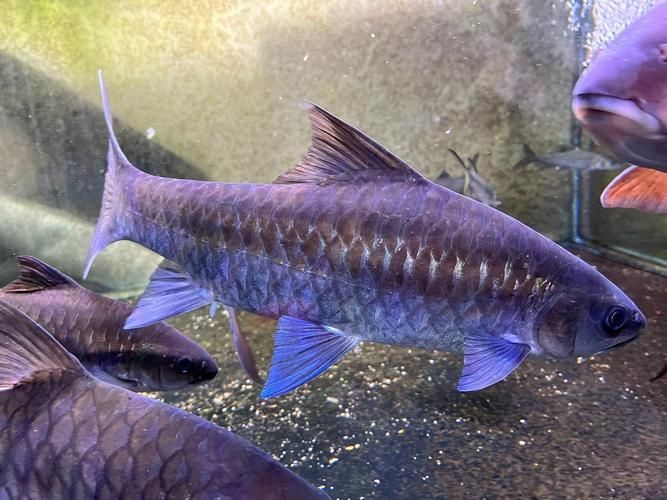 哪個品種的龍魚最稀有？，什么品種的龍魚最稀有