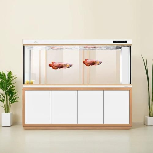 有哪些品牌推薦養(yǎng)龍魚(yú)的魚(yú)缸？，養(yǎng)龍魚(yú)的魚(yú)缸品牌推薦