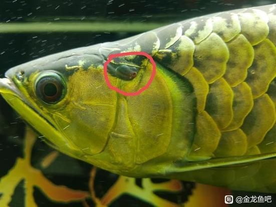 如何判斷龍魚立鱗病復發