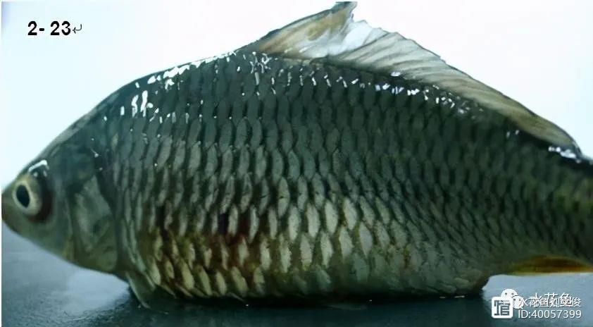 如何判斷魚鱗腐爛的嚴重程度，/水產養殖魚鱗腐爛嚴重程度判斷魚鱗腐爛嚴重程度