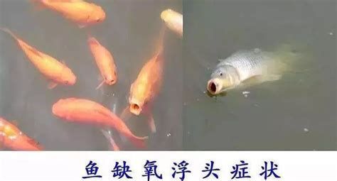 當(dāng)魚出現(xiàn)浮頭現(xiàn)象的時(shí)候應(yīng)該怎么辦，如何應(yīng)對魚類浮頭現(xiàn)象