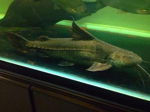 給我推薦一些鐵甲武士魚的品種圖片，鐵甲武士魚的品種圖片