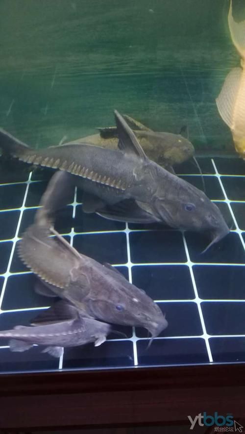 給我推薦一些鐵甲武士魚的品種圖片，鐵甲武士魚的品種圖片