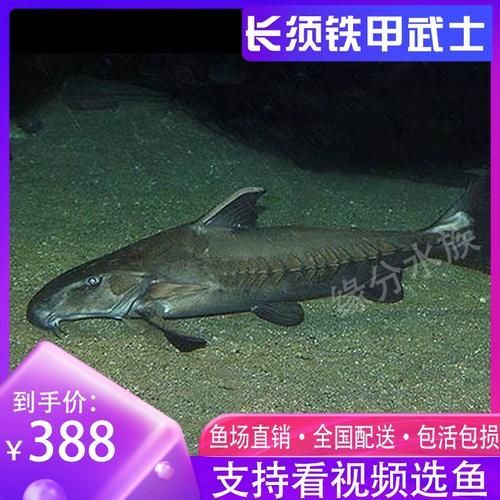給我推薦一些鐵甲武士魚的品種圖片，鐵甲武士魚的品種圖片