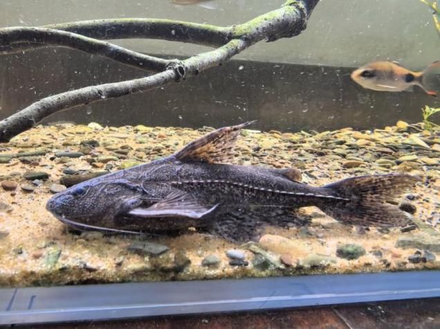 給我推薦一些鐵甲武士魚的品種圖片，鐵甲武士魚的品種圖片