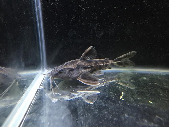 給我推薦一些鐵甲武士魚的品種圖片，鐵甲武士魚的品種圖片