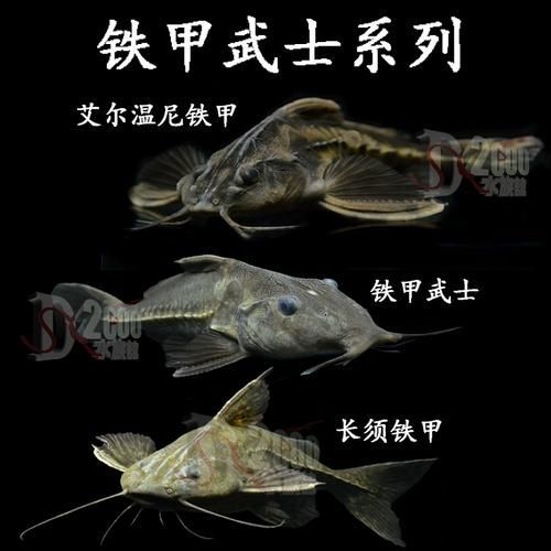 給我推薦一些鐵甲武士魚的品種圖片，鐵甲武士魚的品種圖片