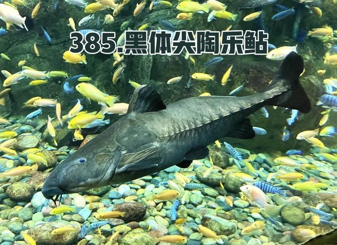 給我推薦一些鐵甲武士魚的品種圖片，鐵甲武士魚的品種圖片