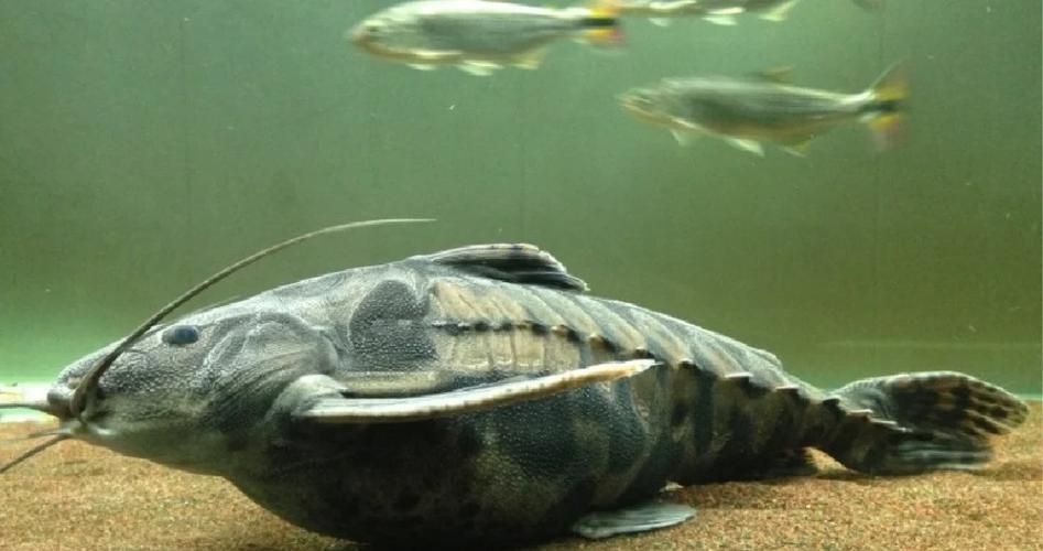 給我推薦一些鐵甲武士魚的品種圖片，鐵甲武士魚的品種圖片
