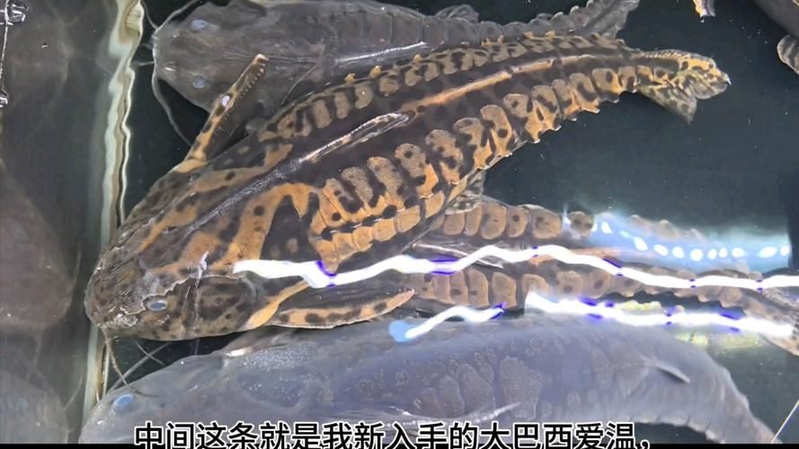 給我推薦一些鐵甲武士魚的品種圖片，鐵甲武士魚的品種圖片