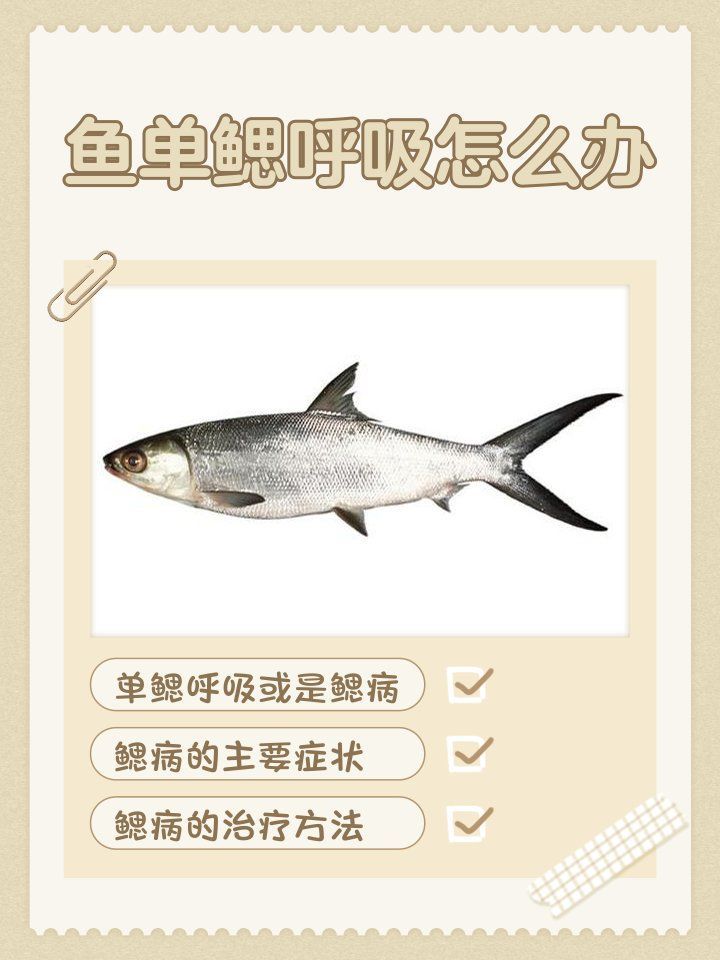 單側腮龍魚有哪些常見疾?。? title=