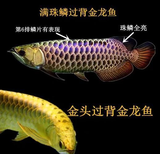 龍魚品種有哪些等級劃分？，龍魚品種有哪些等級劃分