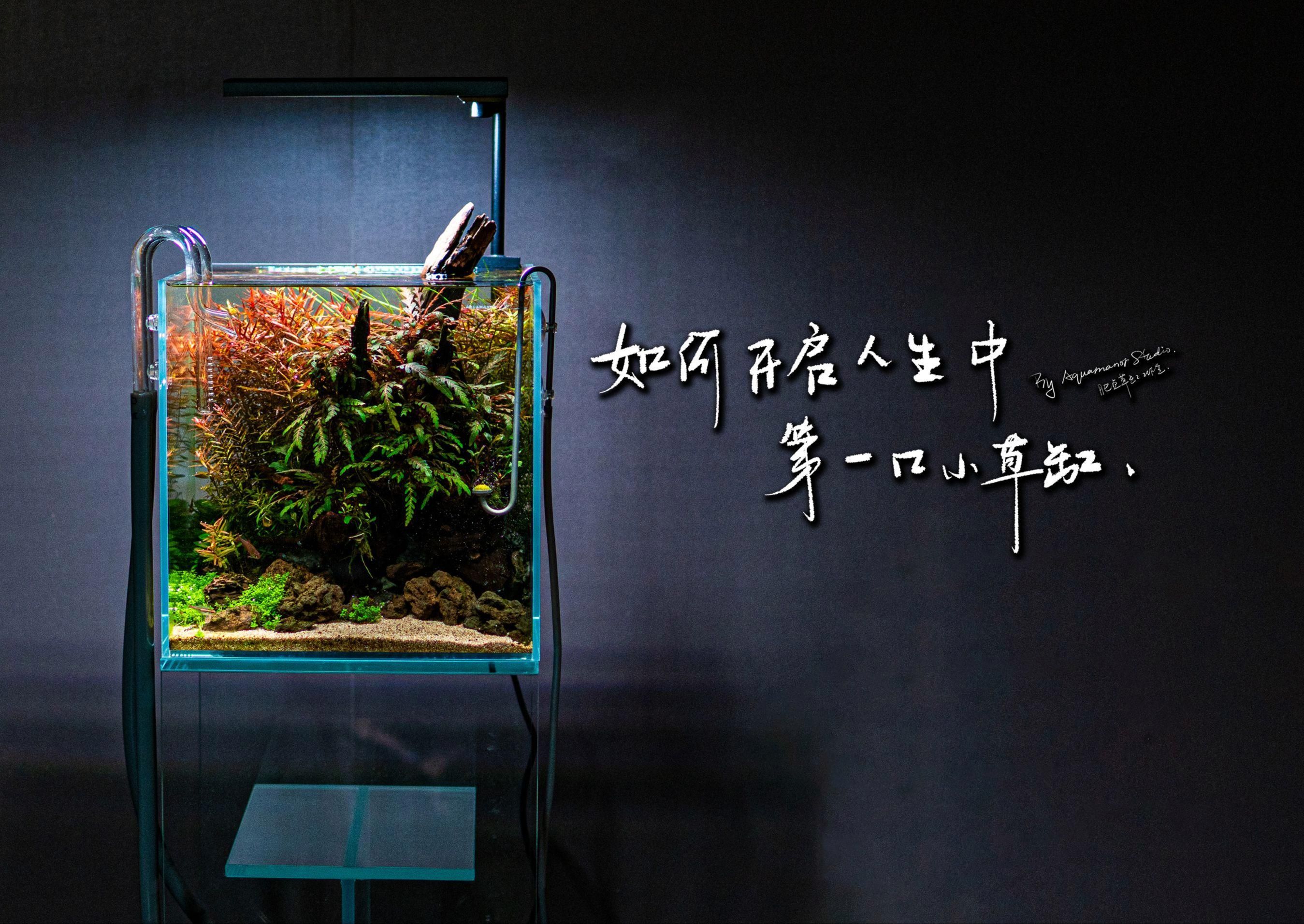 如何設置一個適合新手的小型魚缸？