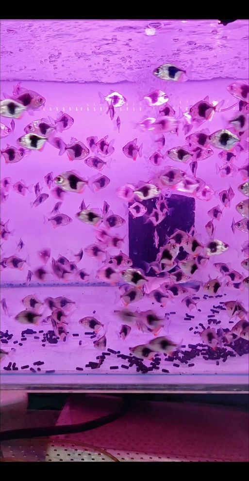 紅魔王銀板魚的飼養(yǎng)方法，紅魔王銀板魚系統(tǒng)化飼養(yǎng)指南