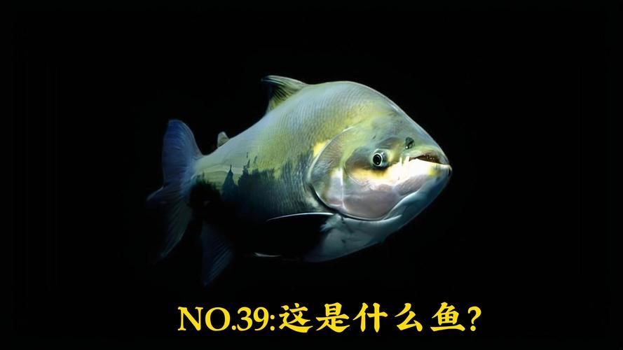 紅魔王銀板魚的飼養(yǎng)方法，紅魔王銀板魚系統(tǒng)化飼養(yǎng)指南