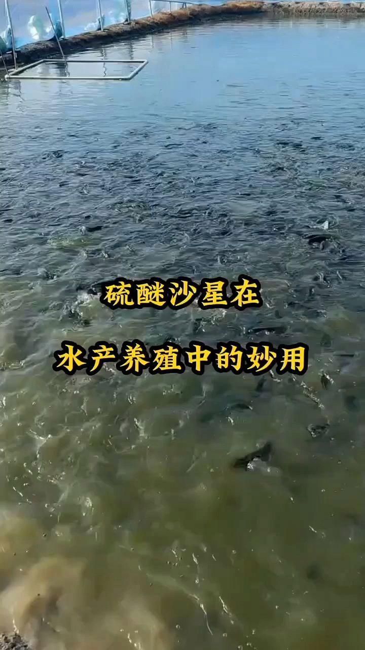 哪些藥物可以有效治療魚塘水霉病，哪些藥物可以有效治療魚塘水霉病,治療魚塘水霉病，關鍵在于