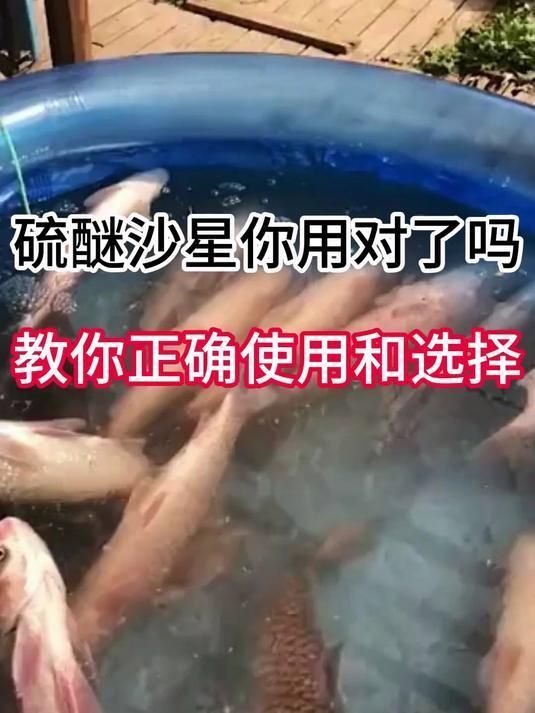 哪些藥物可以有效治療魚塘水霉病，哪些藥物可以有效治療魚塘水霉病,治療魚塘水霉病，關鍵在于
