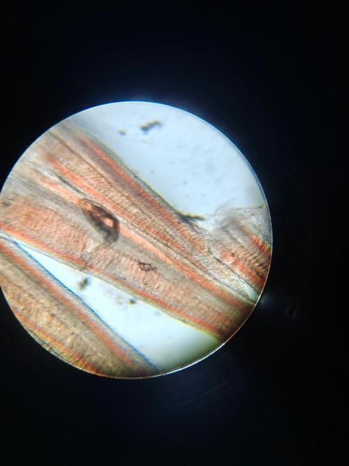 如何區分金龍魚的寄生蟲感染和細菌性病害？，如何區分金龍魚寄生蟲感染與細菌性病害的系統性鑒別指南