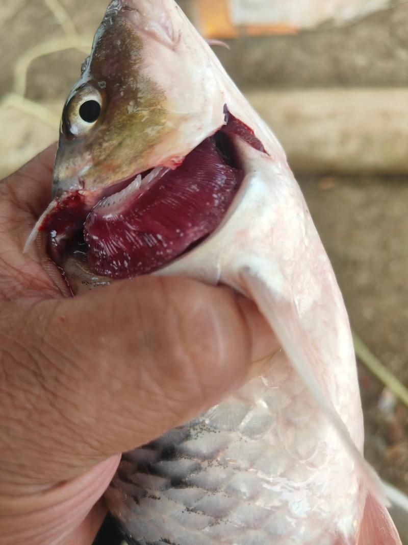 如何區分金龍魚的寄生蟲感染和細菌性病害？，如何區分金龍魚寄生蟲感染與細菌性病害的系統性鑒別指南