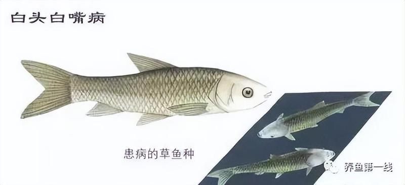 如何區分金龍魚的寄生蟲感染和細菌性病害？，如何區分金龍魚寄生蟲感染與細菌性病害的系統性鑒別指南