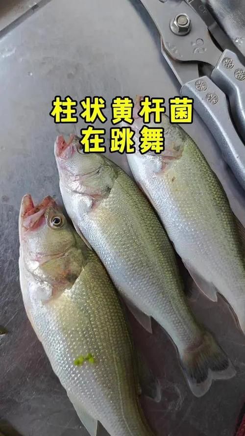如何區分金龍魚的寄生蟲感染和細菌性病害？，如何區分金龍魚寄生蟲感染與細菌性病害的系統性鑒別指南