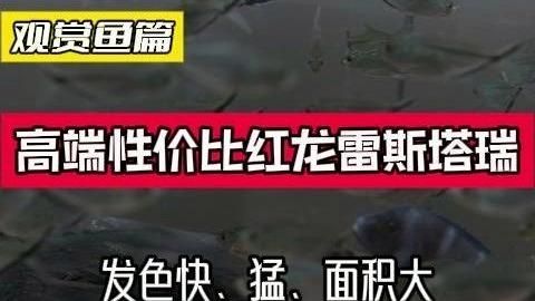 有哪些紅龍魚品牌值得購買，有哪些發色快、猛，顏色血紅，在紅龍,首選，雷斯塔瑞!