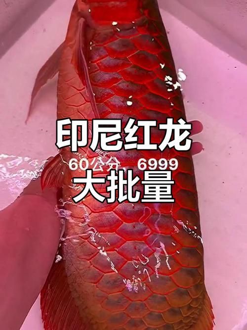 有哪些紅龍魚品牌值得購買，有哪些發色快、猛，顏色血紅，在紅龍,首選，雷斯塔瑞!