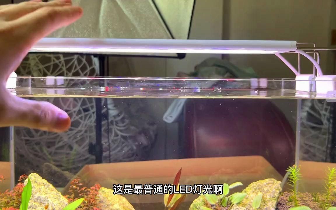 魚缸開燈多久合適？，魚缸開燈多久合適