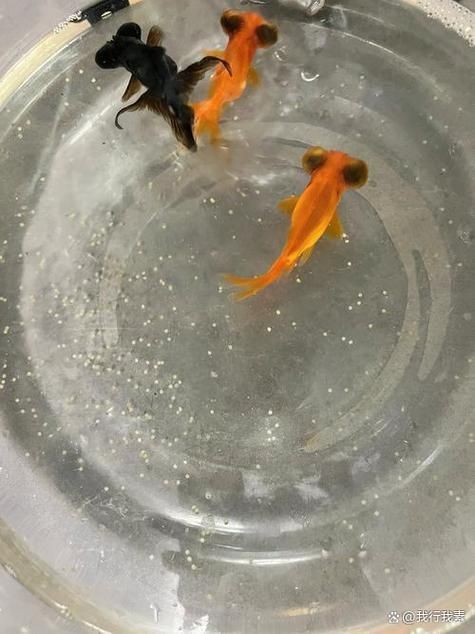 如何判斷小魚是否發情，如何判斷觀賞魚是否發情
