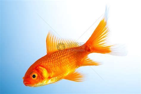 龍魚(yú)嘴張嘴有哪些科學(xué)解釋？