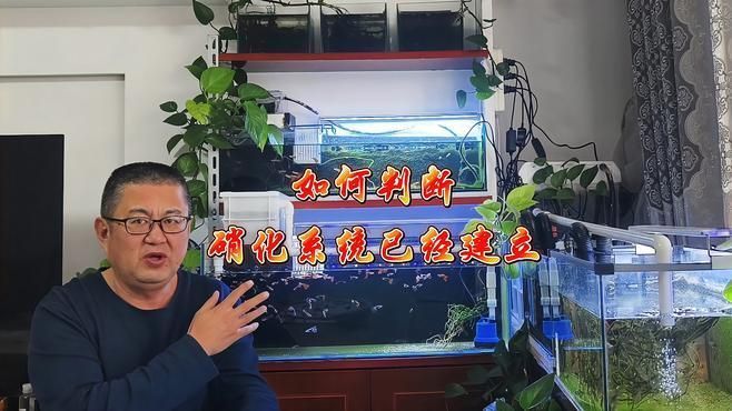 如何判斷硝化細菌是否已建立，如何判斷魚缸硝化細菌是否已建立