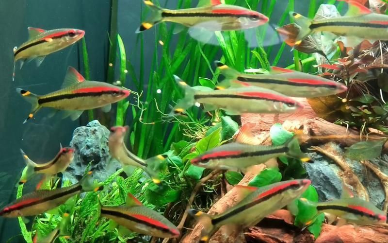 一眉道人魚