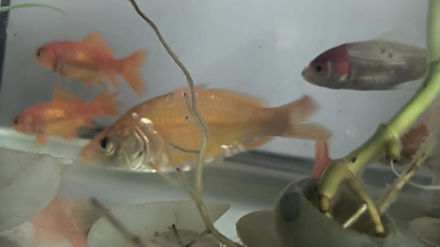 如何判斷金魚是否掉鱗，如何判斷金魚掉鱗