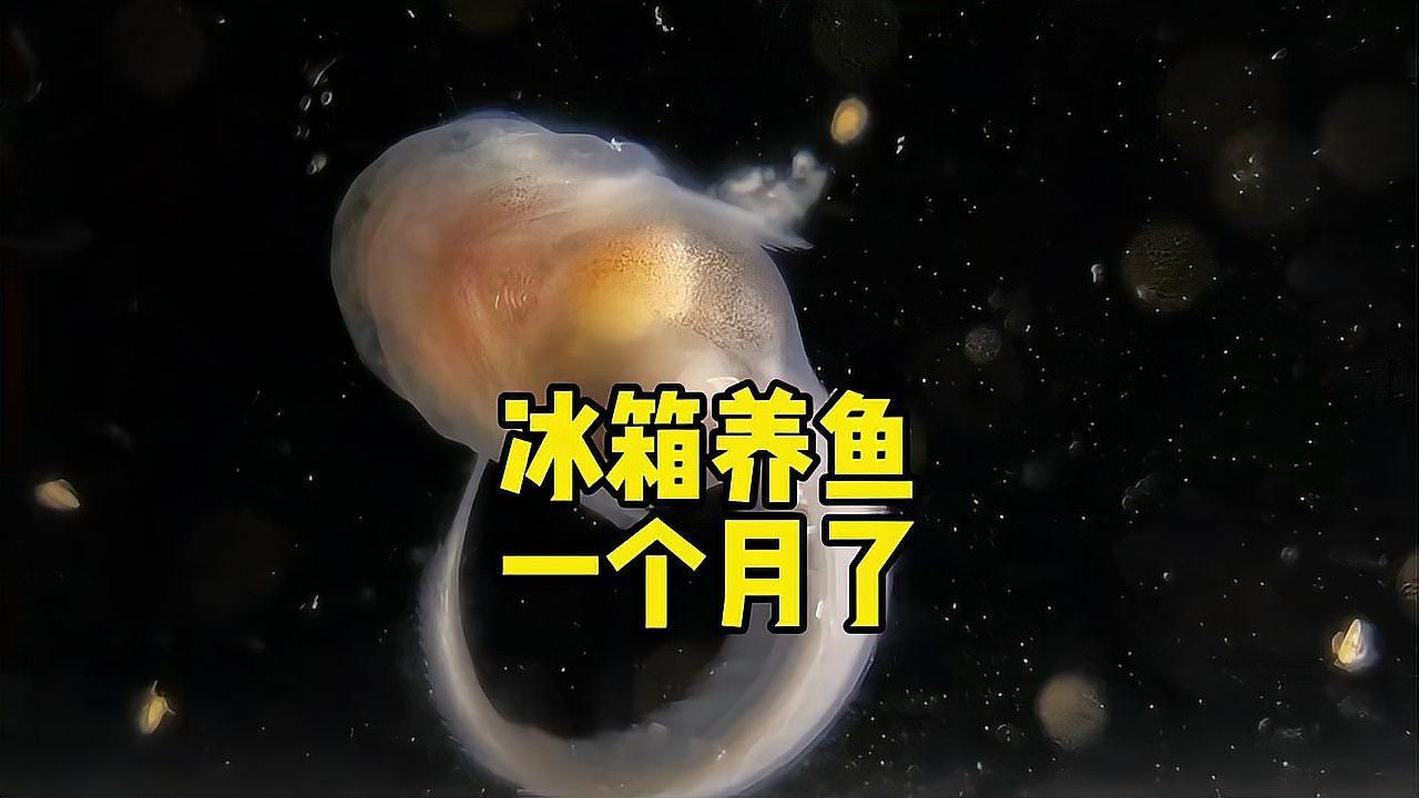 龍魚嘴巴抽搐可能是哪些疾病？