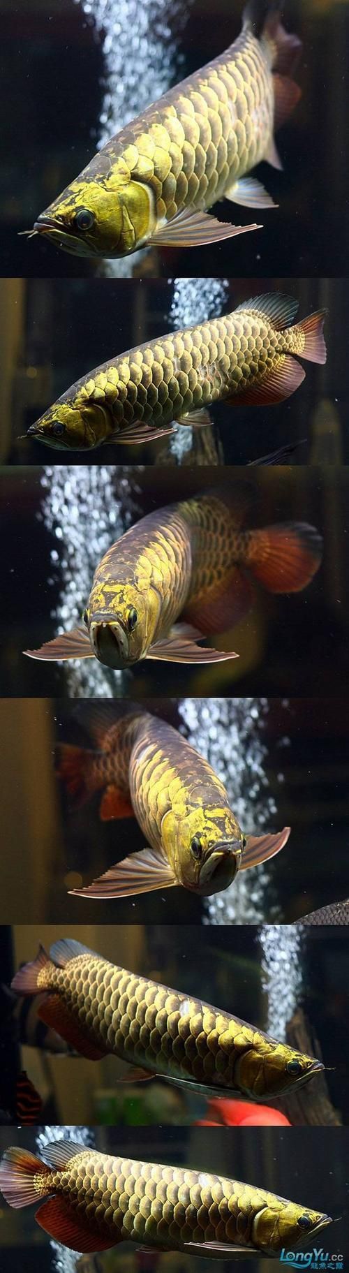 如何鑒別金頭過背金龍魚的品質