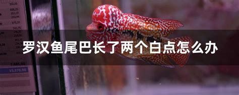 龍魚尾巴上長疙瘩會自愈嗎？，龍魚尾巴上長疙瘩會自愈嗎龍魚尾巴上長疙瘩會自愈嗎
