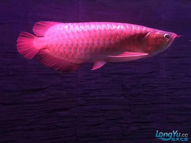 南明龍魚(yú)的價(jià)格是多少？，南明龍魚(yú)市場(chǎng)價(jià)格走勢(shì)如何鑒別南明龍魚(yú)的價(jià)格是多少