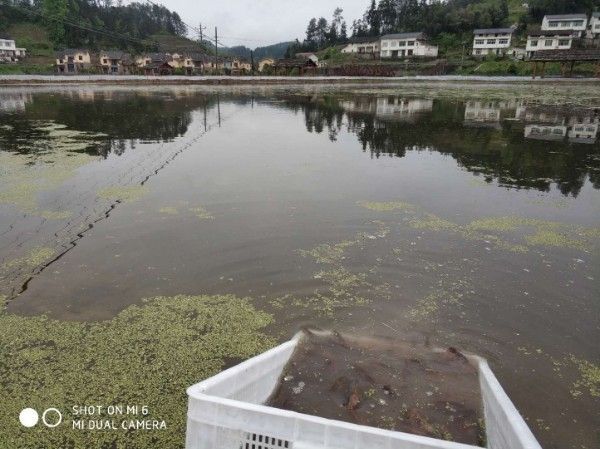 南川區有哪些龍魚養殖基地？，南川區龍魚養殖基地有哪些特色？