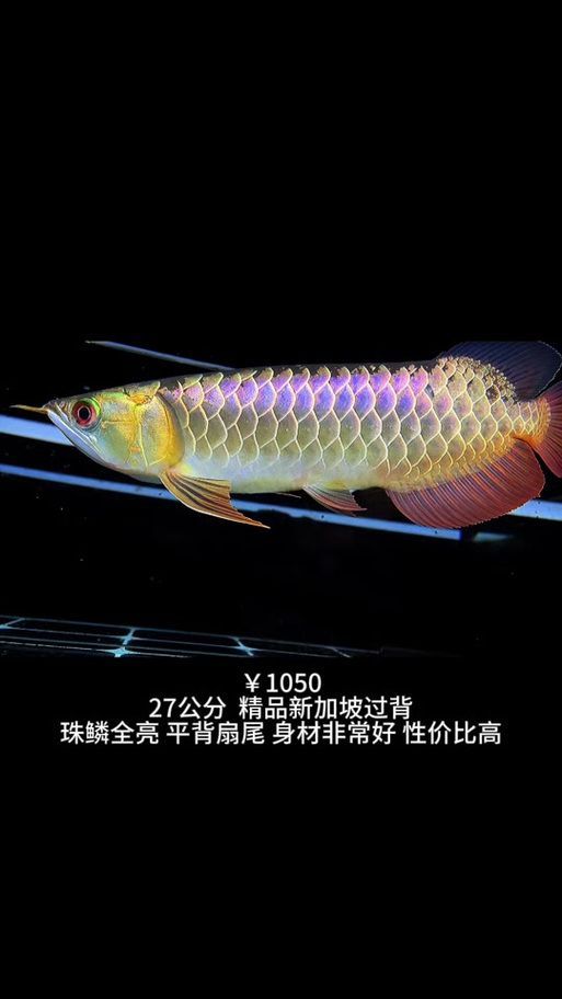 除了仟湖和Ocean Free，還有哪些新加坡龍魚品牌？，新加坡龍魚品牌眾多，除了仟湖和oceanfree還有哪些品牌