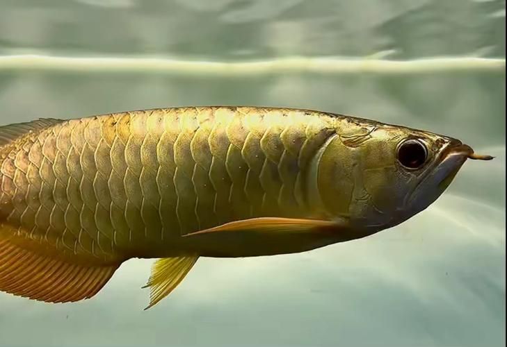 除了仟湖和Ocean Free，還有哪些新加坡龍魚(yú)品牌？，新加坡龍魚(yú)品牌眾多，除了仟湖和oceanfree還有哪些品牌