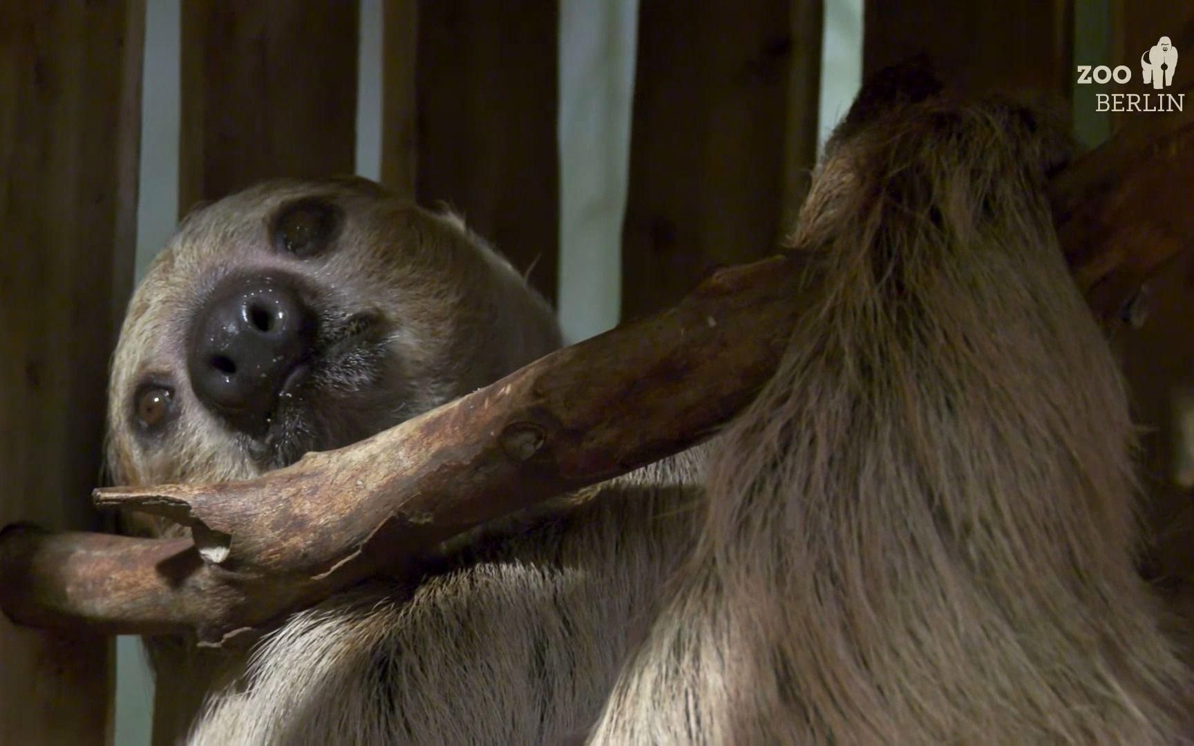 如何判斷動物是否適合混養，判斷動物是否適合混養