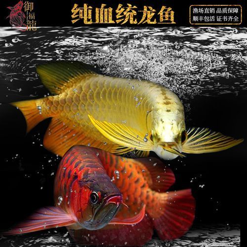 頂級紅龍魚有哪些名貴品種，頂級紅龍魚品種包括：金龍魚中等級最昂貴的品種之一