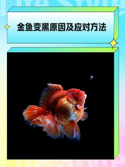 如何判斷魚(yú)是否感染黑色霉斑，arxiv論文助手判斷魚(yú)是否感染黑色霉斑調(diào)用工具