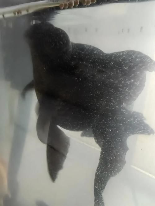 如何判斷魚(yú)是否感染黑色霉斑，arxiv論文助手判斷魚(yú)是否感染黑色霉斑調(diào)用工具