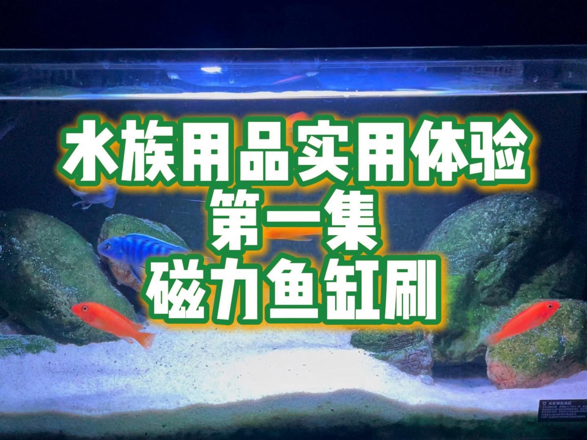 如何處理魚缸后續清潔，處理魚缸后續清潔步驟